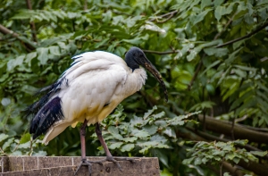 Ibis sacré